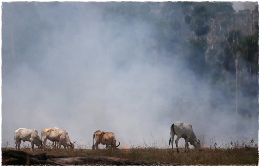 Rondônia, Acre e Amazonas partilham a fronteira da devastação na Amazônia: estados foram recordistas da destruição em setembro - News Rondônia