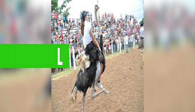 FAMOSA CORRIDA DE AVESTRUZ MOVIMENTA INTERIOR DE RONDÔNIA - News Rondônia