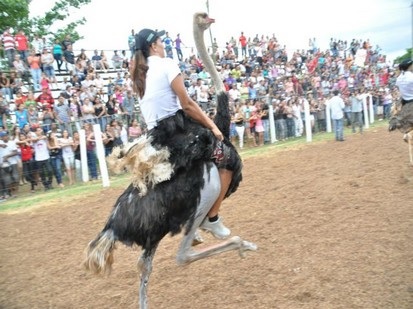 FAMOSA CORRIDA DE AVESTRUZ MOVIMENTA INTERIOR DE RONDÔNIA - News Rondônia