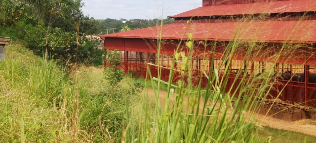 MATAGAL FACILITA ROUBO DE PEÇAS DA E.F.M.M, DIZ CARIOCA - News Rondônia