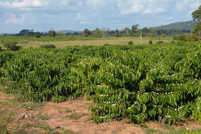 Sustentabilidade na condução da lavoura do café coloca Rondônia entre os maiores produtores do país - News Rondônia