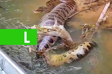 SUCURI DE BARRIGA CHEIA IMPRESSIONA PESCADORES EM RIO DE MS; VÍDEO - News Rondônia