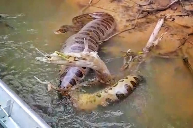 SUCURI DE BARRIGA CHEIA IMPRESSIONA PESCADORES EM RIO DE MS; VÍDEO - News Rondônia