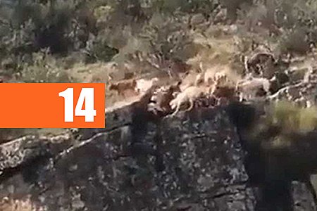 UM VEADO E 12 CÃES CAEM DE PRECIPÍCIO DURANTE CAÇA NA ESPANHA - VÍDEO - News Rondônia