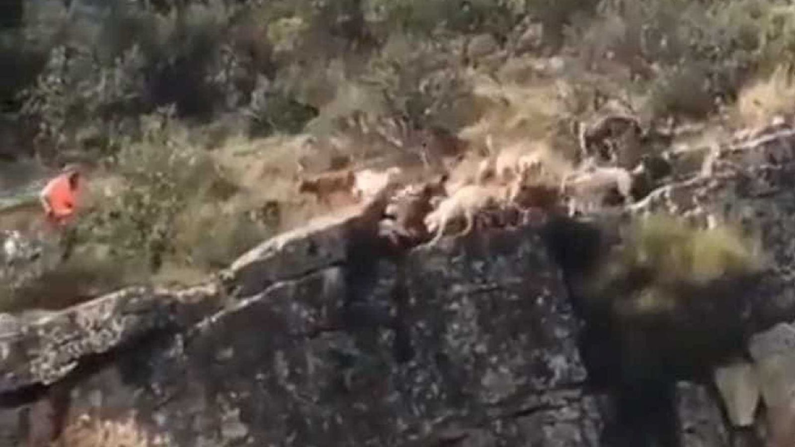 UM VEADO E 12 CÃES CAEM DE PRECIPÍCIO DURANTE CAÇA NA ESPANHA - VÍDEO - News Rondônia