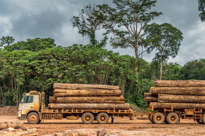 Porto Velho lista entre os dez municípios de intensa exploração madeireira na Amazônia - News Rondônia