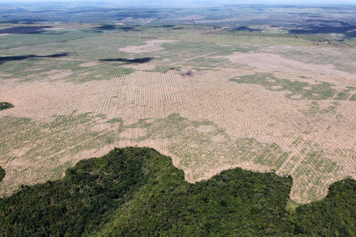 POLÍTICA & MURUPI: DESMATAMENTOZINHO? - News Rondônia