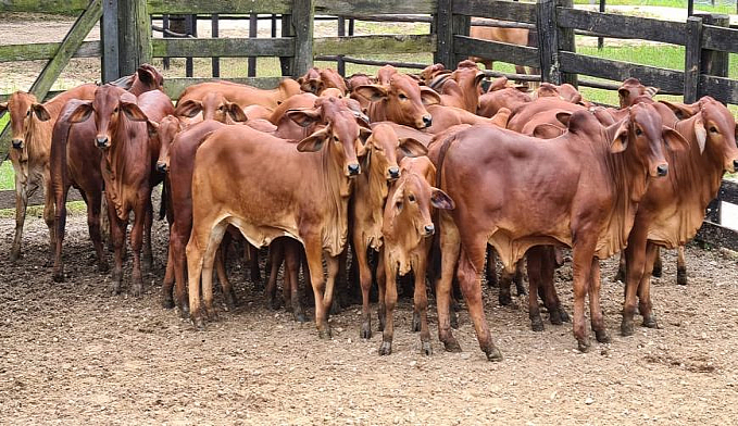 Com grande potencial leiteiro, raça Sindi vem conquistando espaço na pecuária de Rondônia - News Rondônia