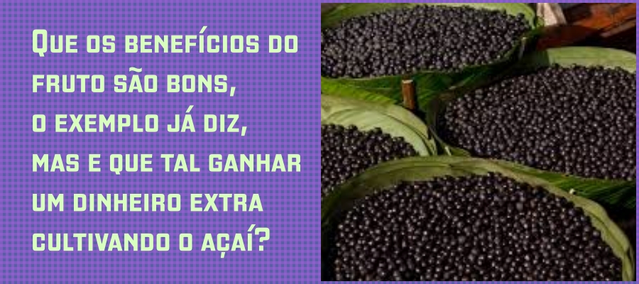 'Mercado garantido', declara agrônomo que investe no plantio de mudas de açaí em casa - News Rondônia