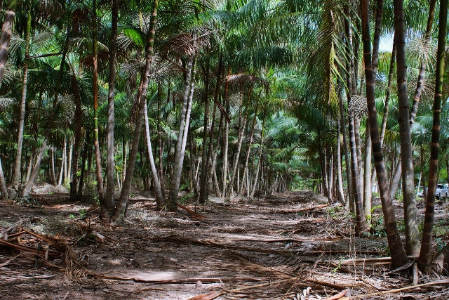 'Mercado garantido', declara agrônomo que investe no plantio de mudas de açaí em casa - News Rondônia