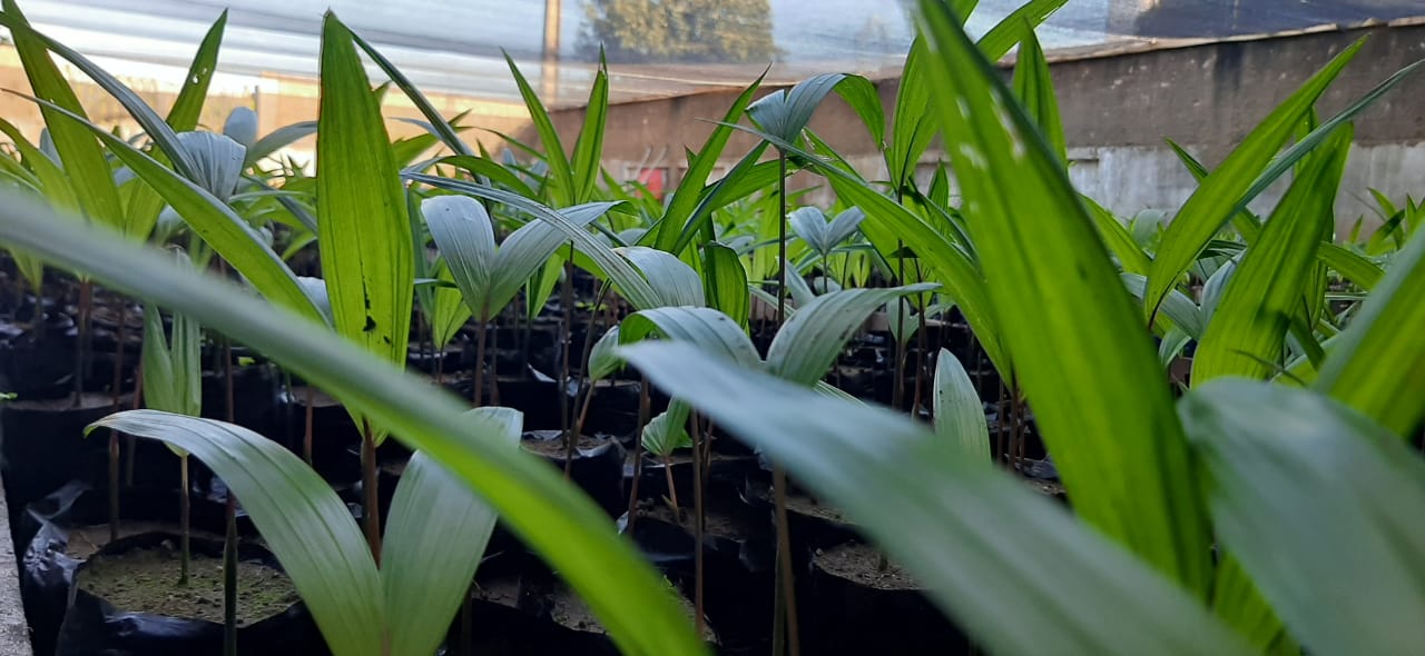 'Mercado garantido', declara agrônomo que investe no plantio de mudas de açaí em casa - News Rondônia