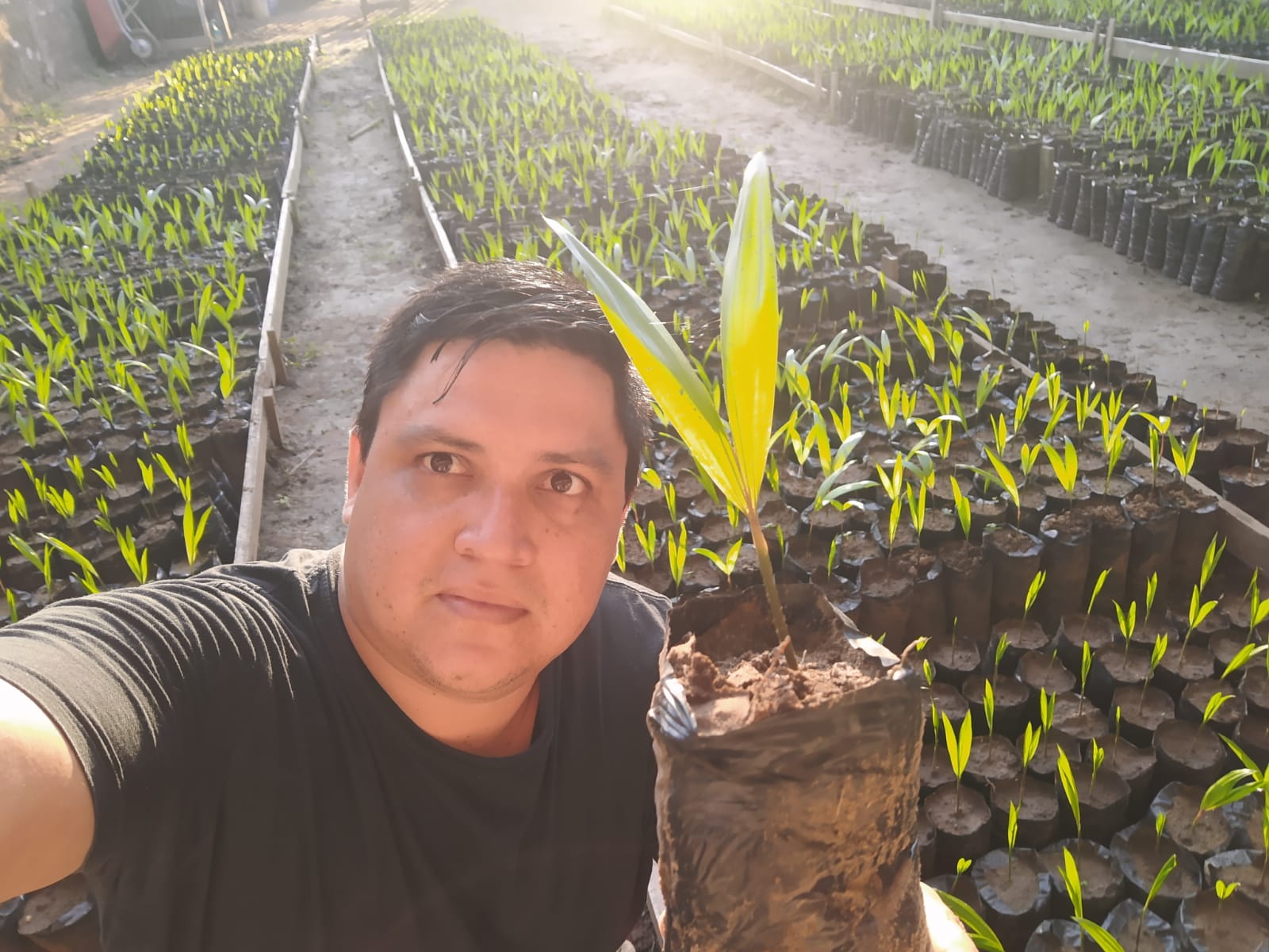 'Mercado garantido', declara agrônomo que investe no plantio de mudas de açaí em casa - News Rondônia