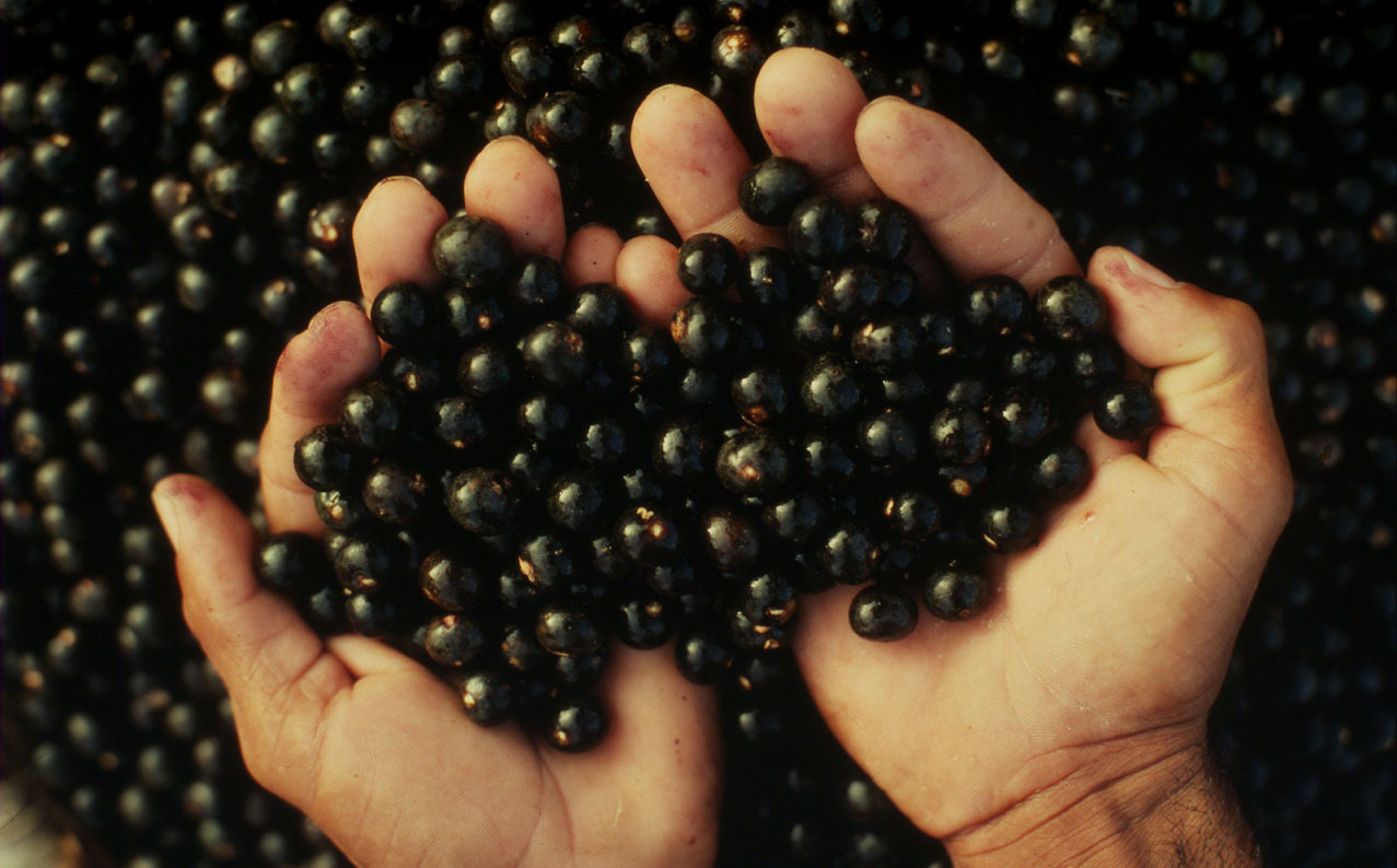 'Mercado garantido', declara agrônomo que investe no plantio de mudas de açaí em casa - News Rondônia