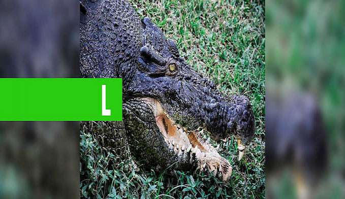 CROCODILO GIGANTE SALTA E DEVORA CACHORRO EM RIO (VÍDEO) - News Rondônia