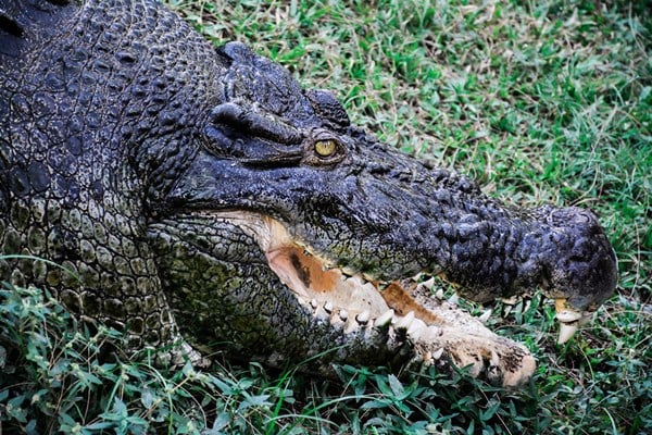 CROCODILO GIGANTE SALTA E DEVORA CACHORRO EM RIO (VÍDEO) - News Rondônia