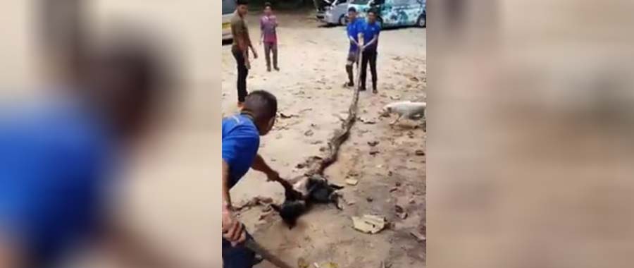 HOMENS ENCARAM PÍTON GIGANTE PARA SALVAR CACHORRO - VEJA VÍDEO - News Rondônia