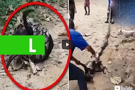 HOMENS ENCARAM PÍTON GIGANTE PARA SALVAR CACHORRO - VEJA VÍDEO - News Rondônia