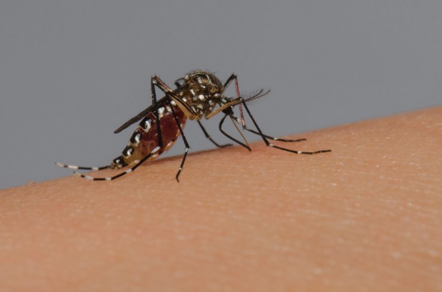 PROLIFERAÇÃO - Lixo é o principal criadouro do mosquito que transmite a dengue, zika e chikungunya em Rondônia - News Rondônia