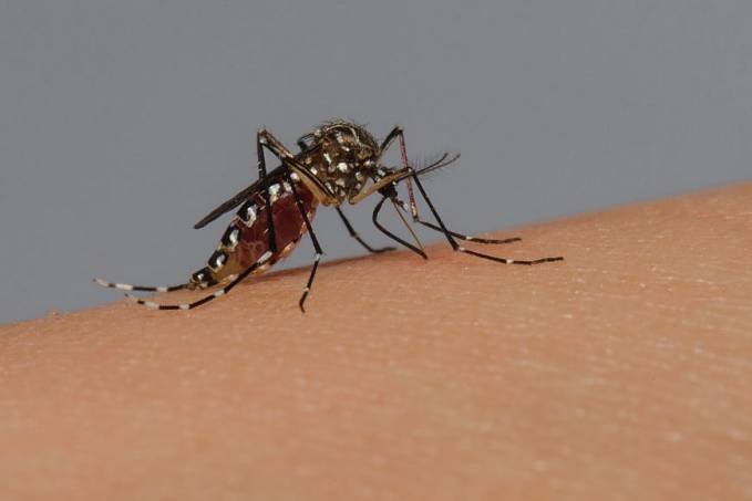 PROLIFERAÇÃO - Lixo é o principal criadouro do mosquito que transmite a dengue, zika e chikungunya em Rondônia - News Rondônia