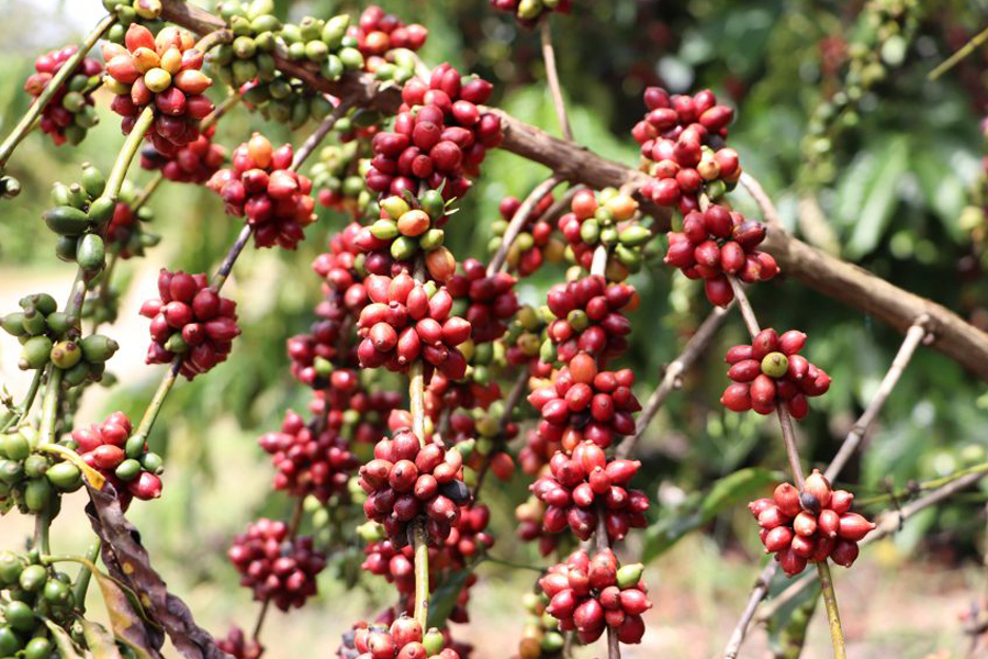 Governo de Rondônia lança edital de credenciamento de empresas interessadas em patrocinar o 6º Concafé - News Rondônia
