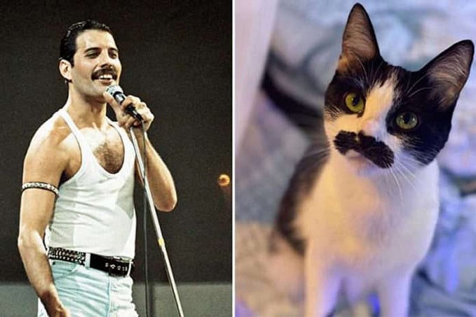 Gato adotivo com bigode de Freddie Mercury viraliza nas redes - News Rondônia