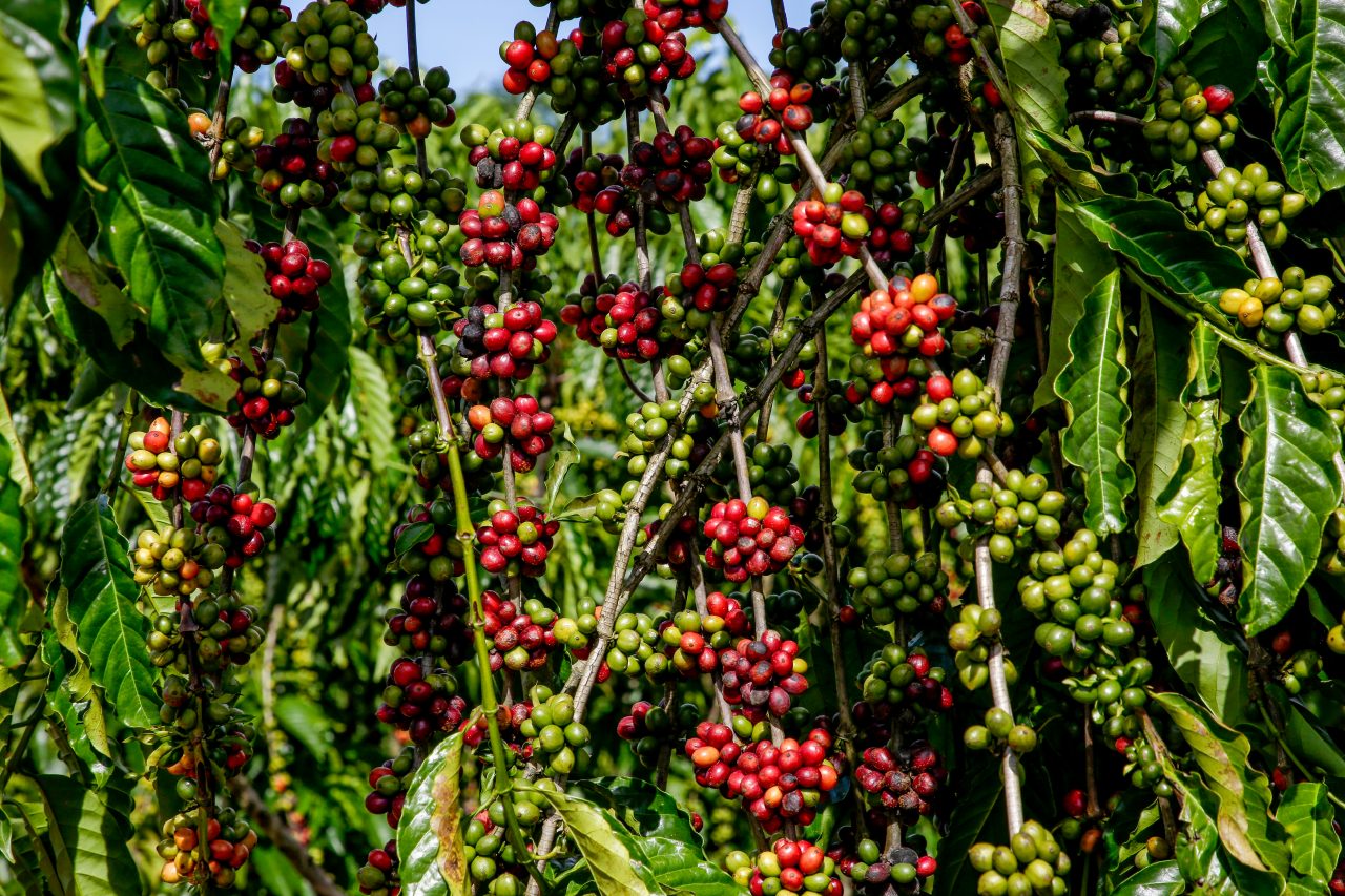 Governo vai investir R$ 800 mil na cafeicultura; proposta é incentivar estocagem do café - News Rondônia
