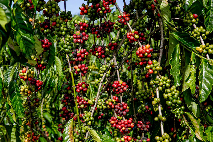 Governo vai investir R$ 800 mil na cafeicultura; proposta é incentivar estocagem do café - News Rondônia