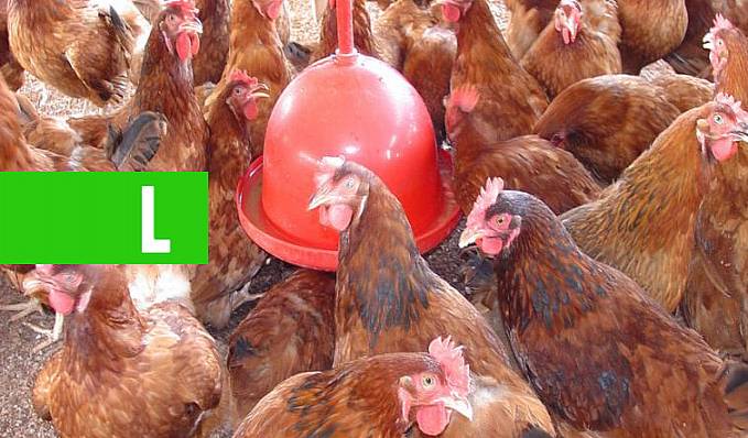 POTENCIAL - Setor de avicultura registra crescimento na produção de Rondônia - News Rondônia