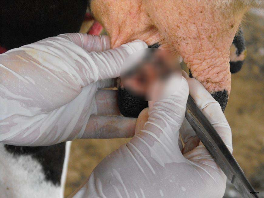 NOTIFICAÇÕES SOBRE SUSPEITAS DE VARÍOLA BOVINA DEVEM SER REALIZADAS PARA EVITAR EPIDEMIA EM RONDÔNIA - News Rondônia