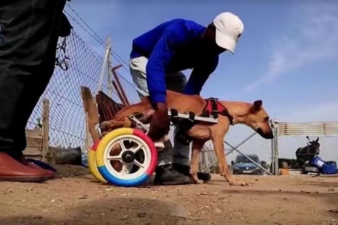 Brinquedos viram cadeira de rodas para animais amputados ou com paralisia - News Rondônia
