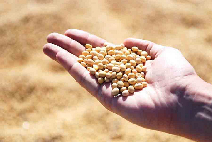 Brasil é o 4º maior produtor de grãos, atrás da China, EUA e Índia, diz estudo - News Rondônia