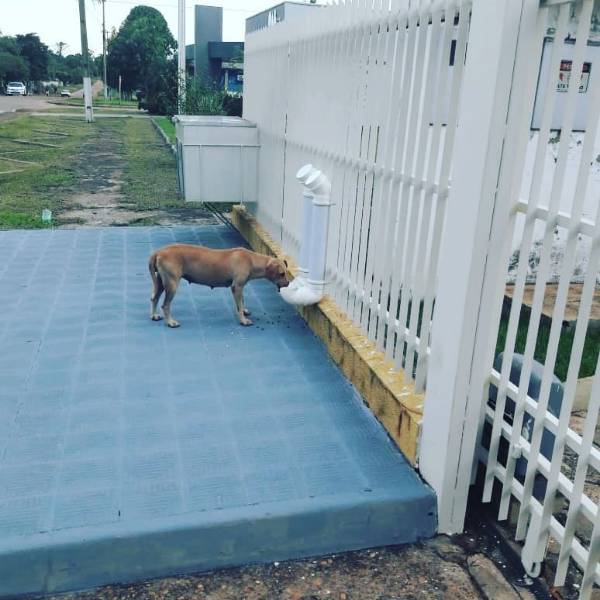 ALVORADA DO OESTE - JUÍZA APAIXONADA POR ANIMAIS INSTALA COMEDOURO E BEBEDOURO PARA CÃES NO FÓRUM DA CIDADE - News Rondônia