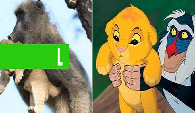 INUSITADO: MACACO REPRODUZ CENA DE 'REI LEÃO' EM PARQUE - News Rondônia