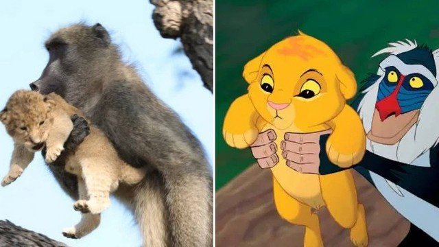 INUSITADO: MACACO REPRODUZ CENA DE 'REI LEÃO' EM PARQUE - News Rondônia