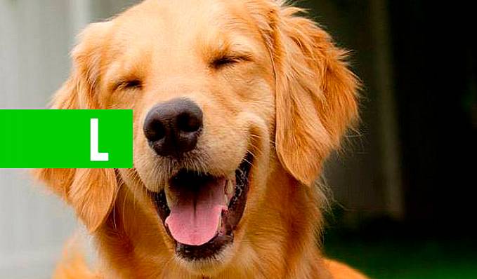 MEU PET: Os nomes de cachorro mais populares do Brasil - News Rondônia