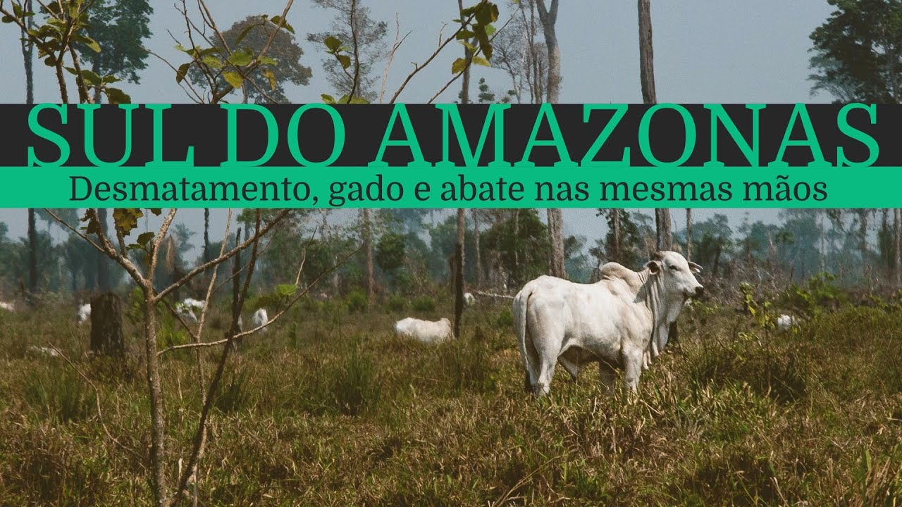 Nativos do sul do amazonas pedem que Ibama retome operação 'ponta de lança' contra criação de bois piratas - News Rondônia