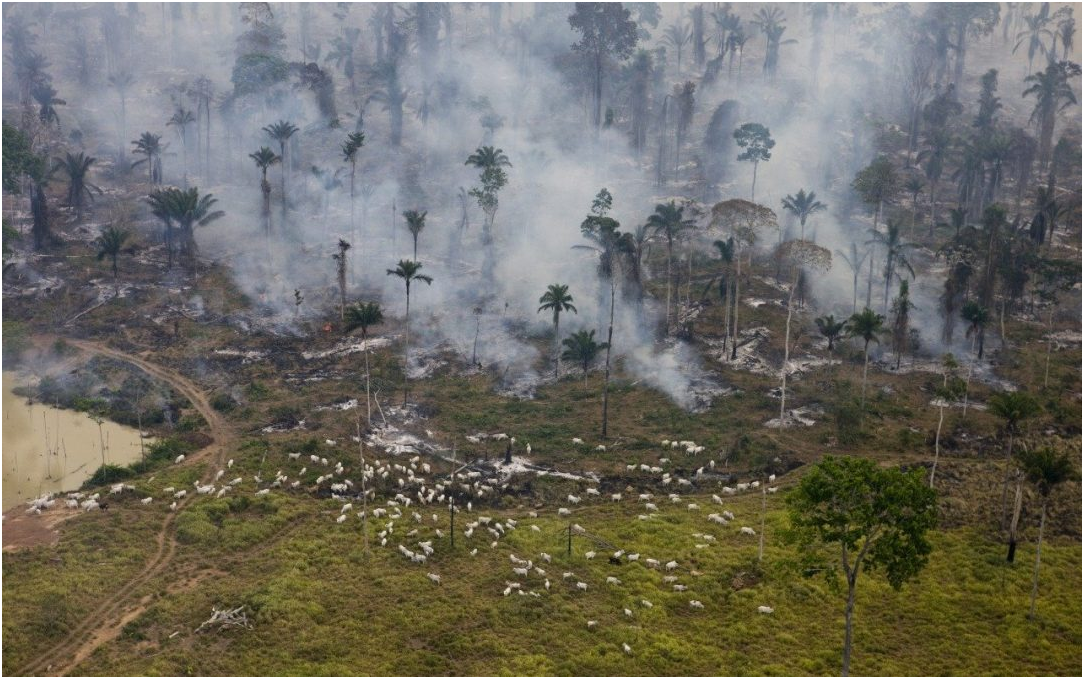 Nativos do sul do amazonas pedem que Ibama retome operação 'ponta de lança' contra criação de bois piratas - News Rondônia