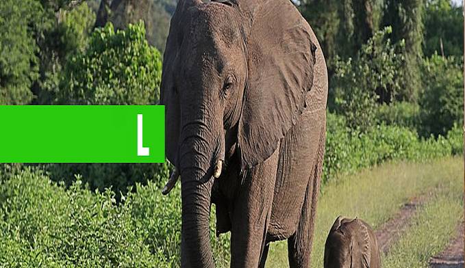 SUSTO, ELEFANTE PERSEGUE CAMINHÃO E ARRANCA PARTE DO VEÍCULO NA ÍNDIA - News Rondônia