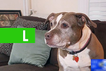 PIT BULL SALVA FAMÍLIA DE VAZAMENTO DE GÁS EM CASA: VÍDEO - News Rondônia
