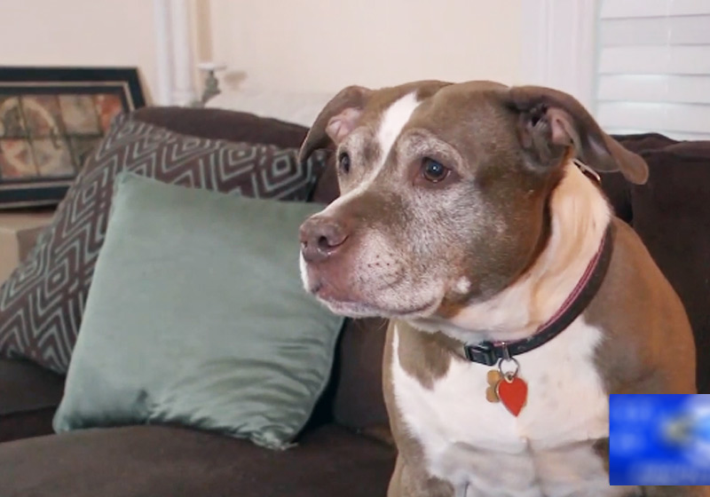 PIT BULL SALVA FAMÍLIA DE VAZAMENTO DE GÁS EM CASA: VÍDEO - News Rondônia