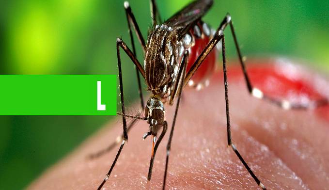 CASOS DE ARBOVIROSES CAEM EM ÁREAS ONDE HOUVE ESTABELECIMENTO DE MOSQUITOS COM WOLBACHIA NO BRASIL, INDONÉSIA, AUSTRÁLIA E VIETNÃ - News Rondônia