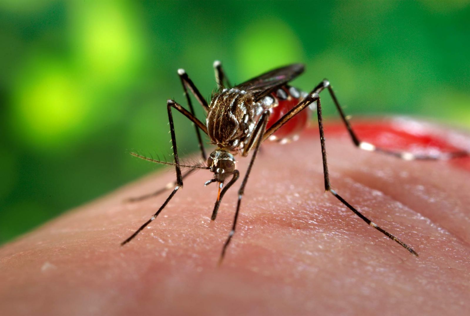 CASOS DE ARBOVIROSES CAEM EM ÁREAS ONDE HOUVE ESTABELECIMENTO DE MOSQUITOS COM WOLBACHIA NO BRASIL, INDONÉSIA, AUSTRÁLIA E VIETNÃ - News Rondônia