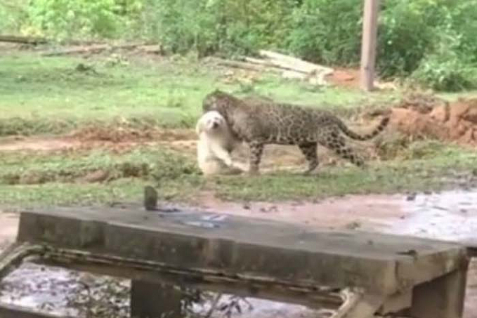 VÍDEO: Onça carrega cachorro de estimação na zona rural de Porto Velho - News Rondônia