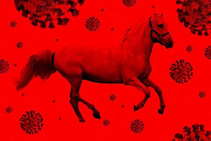 Soro de cavalo: entenda como funciona método promissor para tratar Covid-19 - News Rondônia
