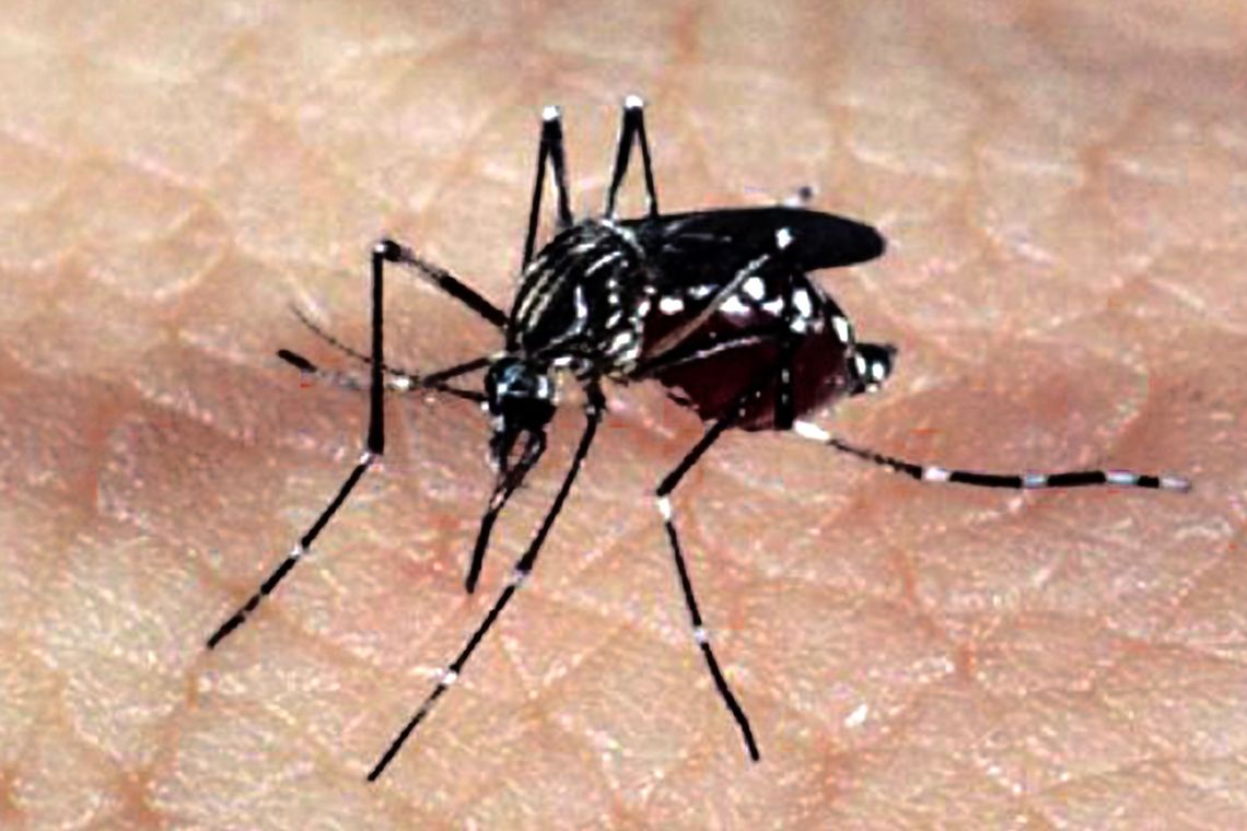 ESPECIALISTAS ALERTAM PARA EPIDEMIAS DE ZIKA E CHIKUNGUNYA NO VERÃO - News Rondônia