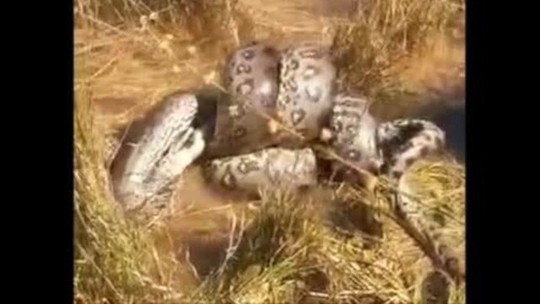 VÍDEO: Sucuri canibal ataca cobra da mesma espécie - News Rondônia