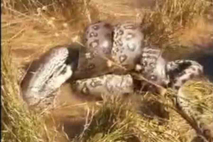 VÍDEO: Sucuri canibal ataca cobra da mesma espécie - News Rondônia