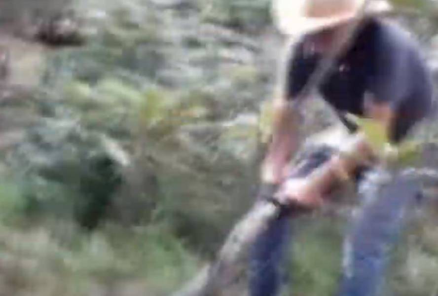 IMPRESSIONANTE: Trabalhadores filmam sucuri gigante e vídeo viraliza - News Rondônia