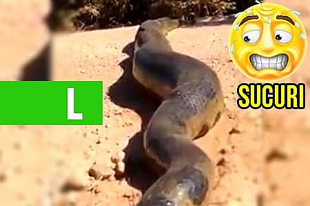 MAIS UMA: SUCURI GIGANTE FLAGRADA EM VÍDEO ATACA HOMEM - ASSISTA - News Rondônia