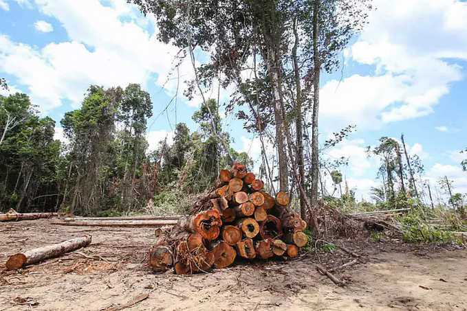 Desmatamento: 'anúncio de Bolsonaro é fraco e situação requer mais imediatismo', diz especialista - News Rondônia